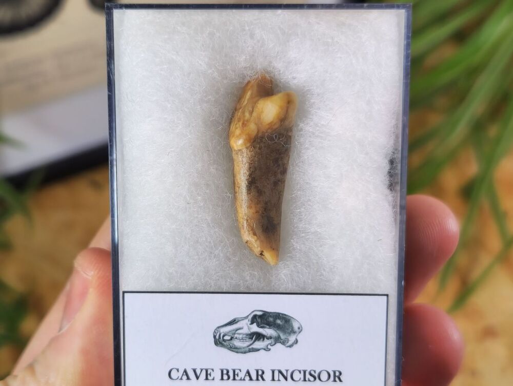 Ursus spelaeus Cave Bear Tooth (incisor) #03