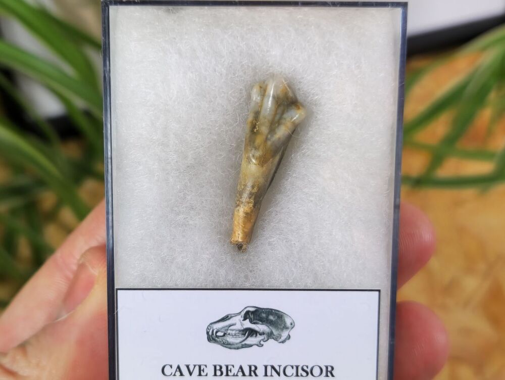 Ursus spelaeus Cave Bear Tooth (incisor) #04
