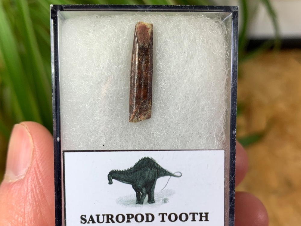 Rebbachisaurid Sauropod Tooth #01