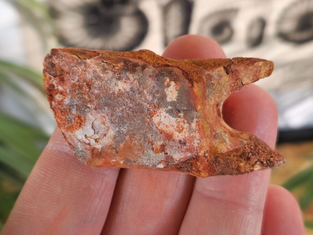 Lepidotes Fish Scale (1.96 inch) #02