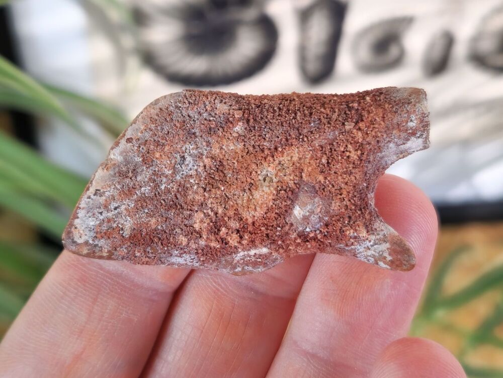 Lepidotes Fish Scale (1.96 inch) #03