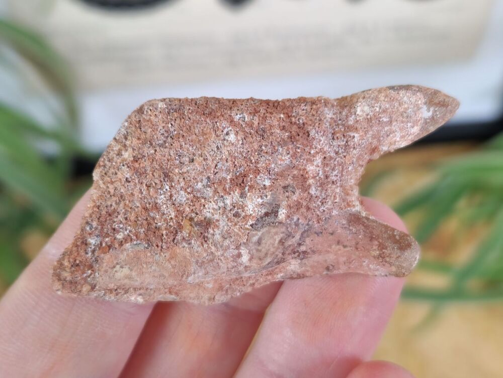 Lepidotes Fish Scale (1.96 inch) #04