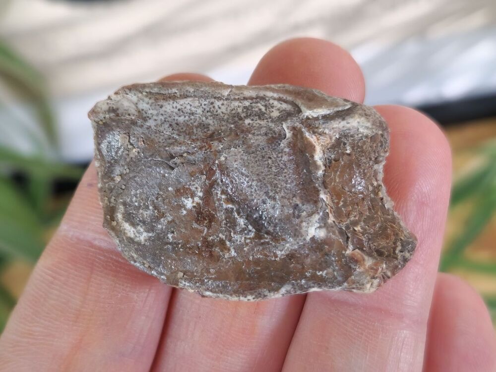 Lepidotes Fish Scale (1.57 inch) #06