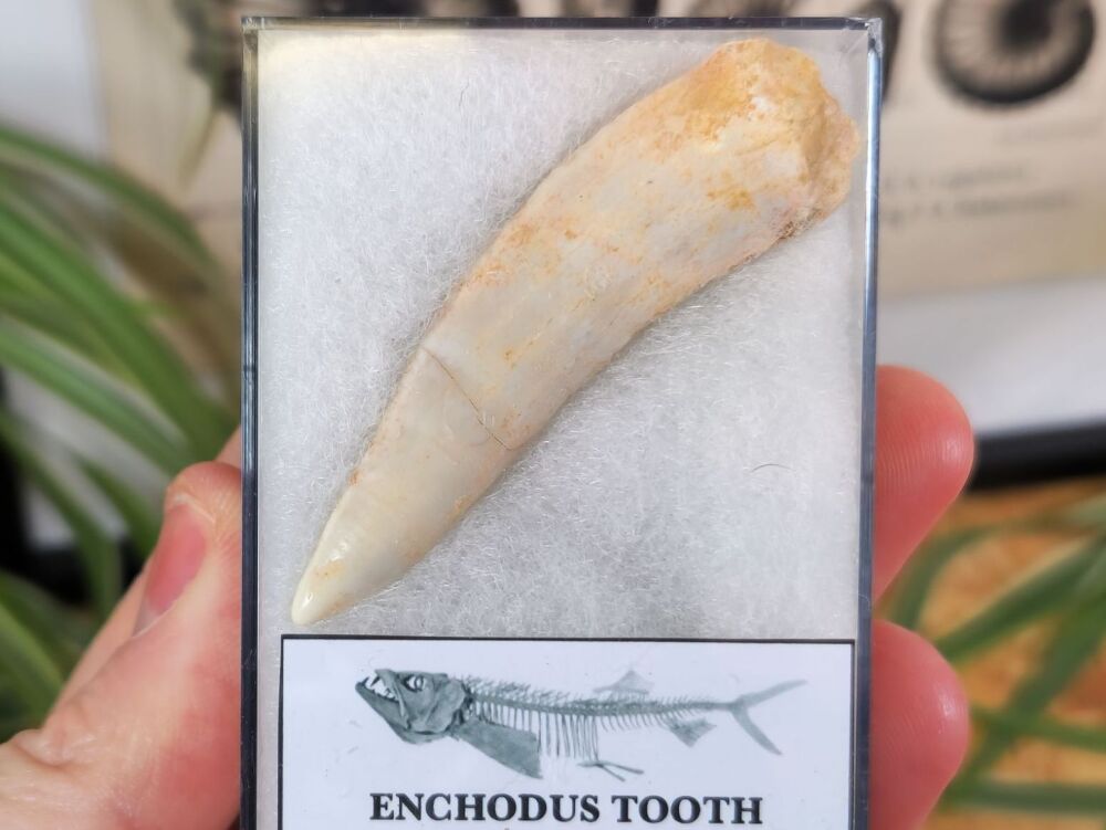 Large Enchodus Tooth (Sabre-toothed Fish) #04