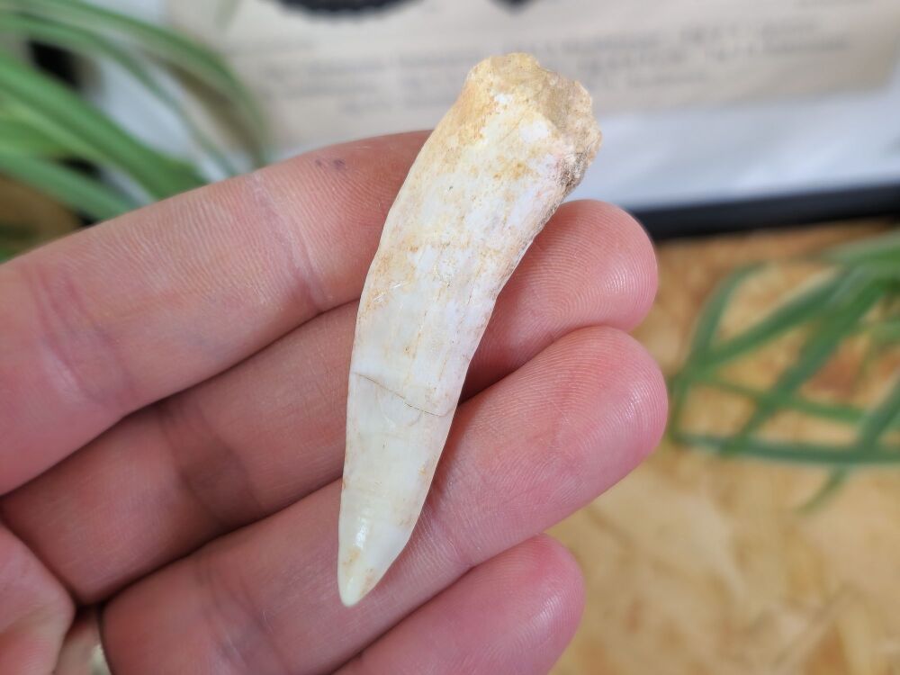 Large Enchodus Tooth (Sabre-toothed Fish) #04