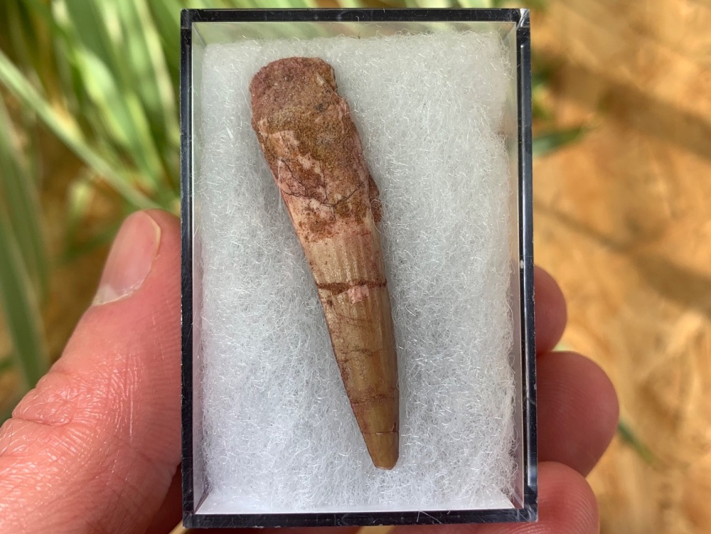 Spinosaurus Tooth - 1.69 inch #SP01