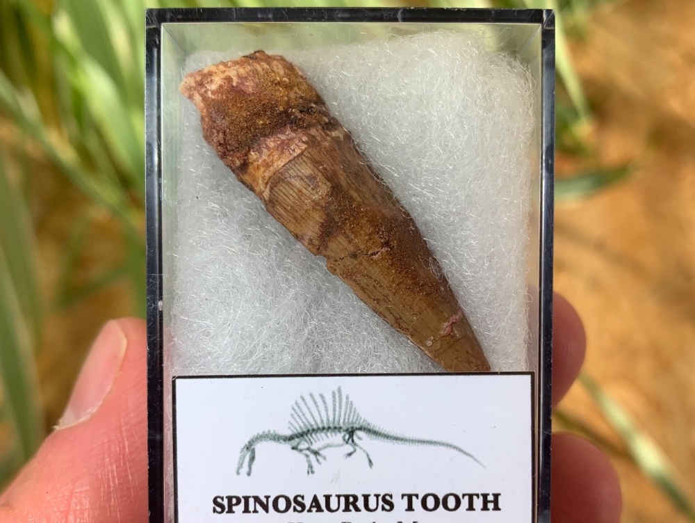 Spinosaurus Tooth - 1.63 inch #SP03