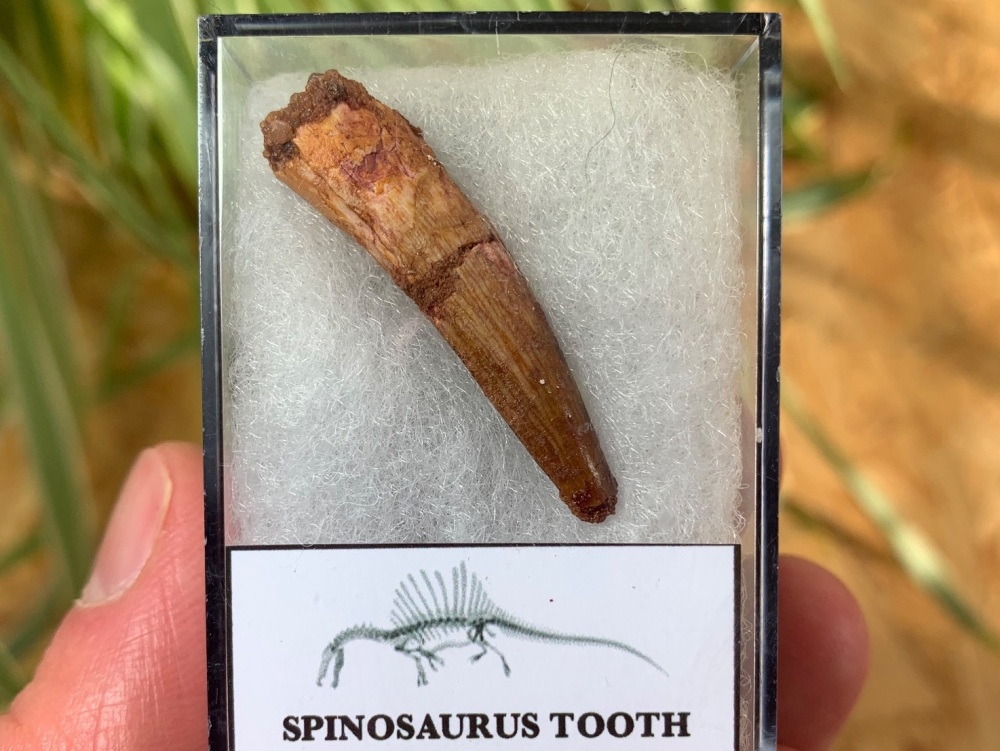 Spinosaurus Tooth - 1.38 inch #SP06