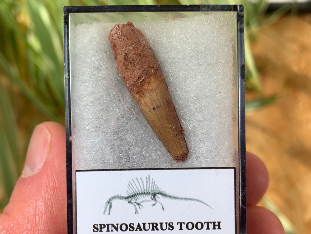 Spinosaurus Tooth - 1.25 inch #SP10