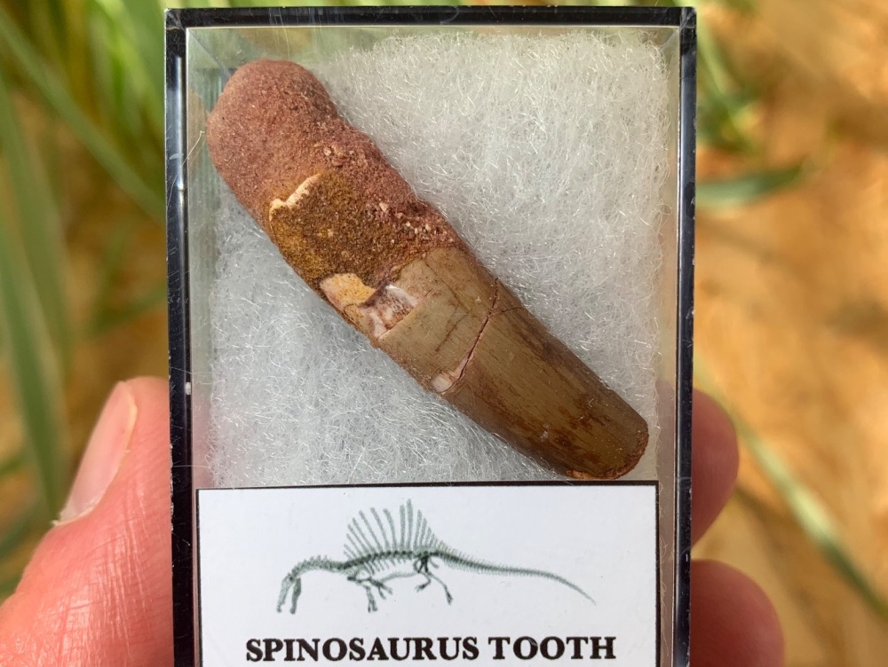 Spinosaurus Tooth - 1.27 inch #SP16