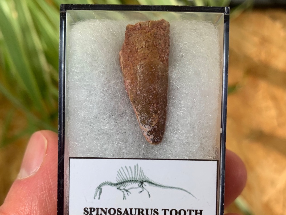 Spinosaurus Tooth - 1.19 inch #SP17