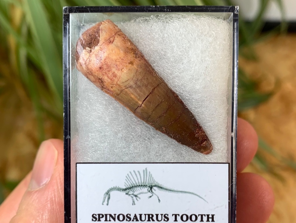 Spinosaurus Tooth - 1.5 inch #SP18