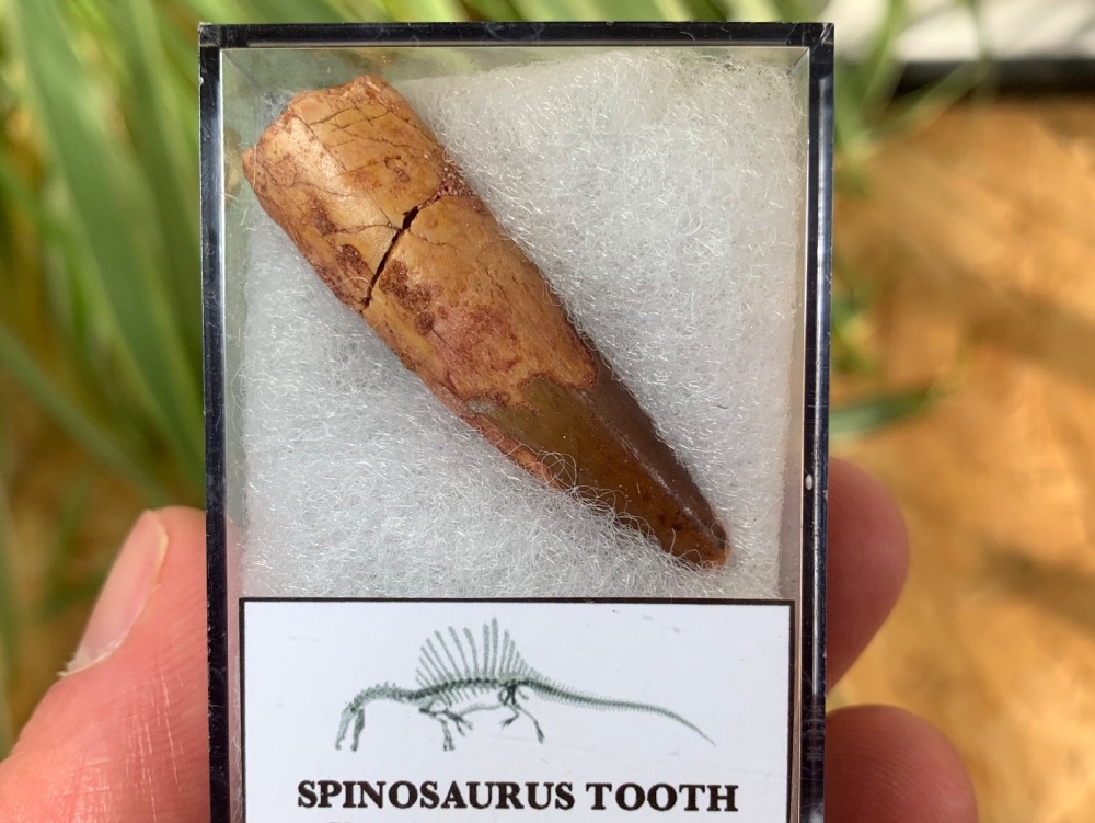 Spinosaurus Tooth - 1.56 inch #SP20