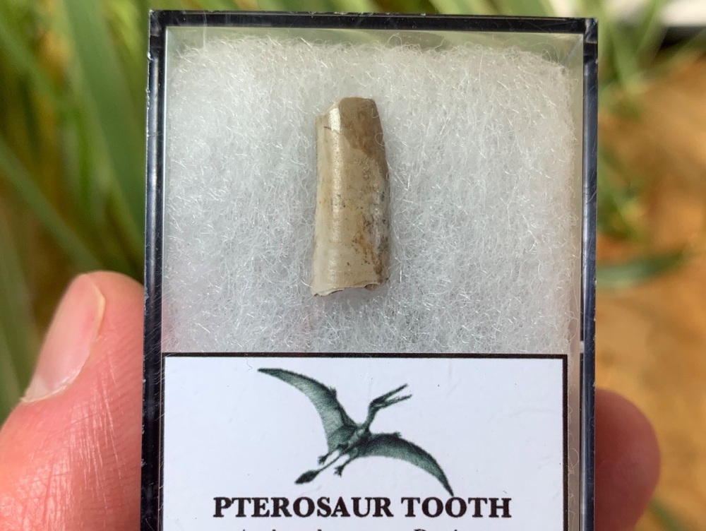 Jurassic Pterosaur Tooth (Madagascar) #01