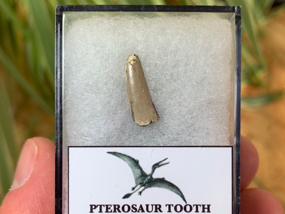 Jurassic Pterosaur Tooth (Madagascar) #02