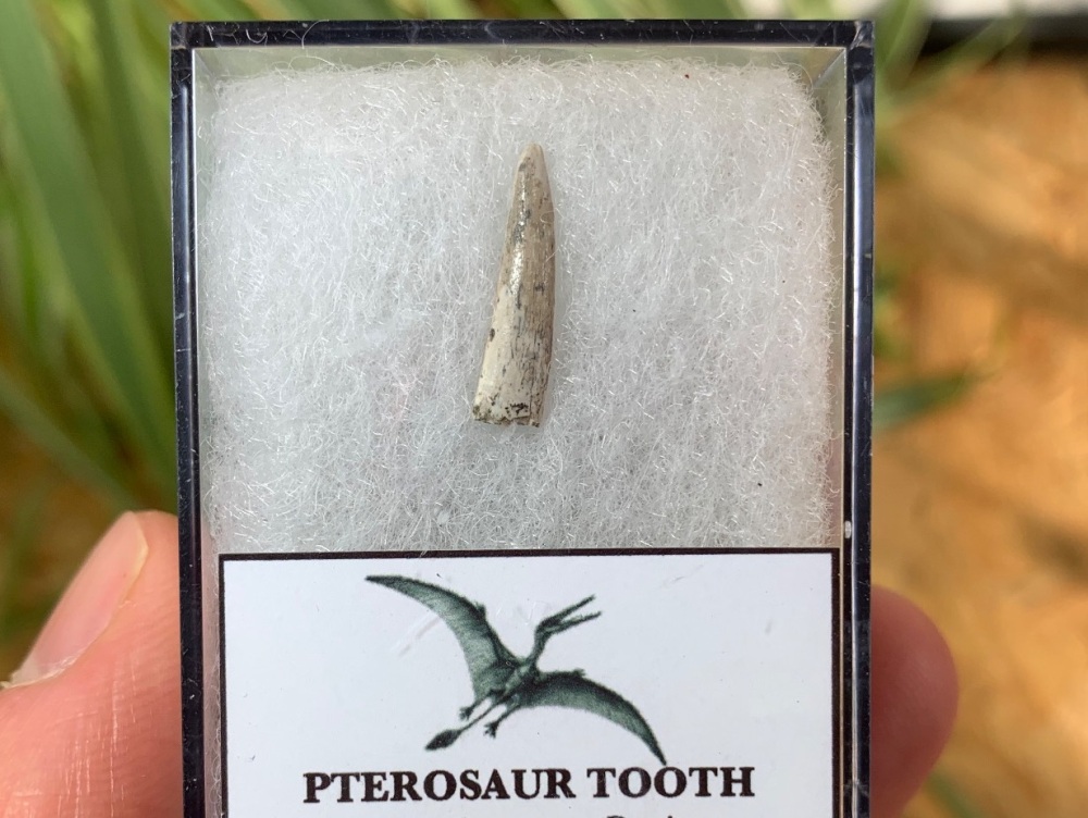 Jurassic Pterosaur Tooth (Madagascar) #03