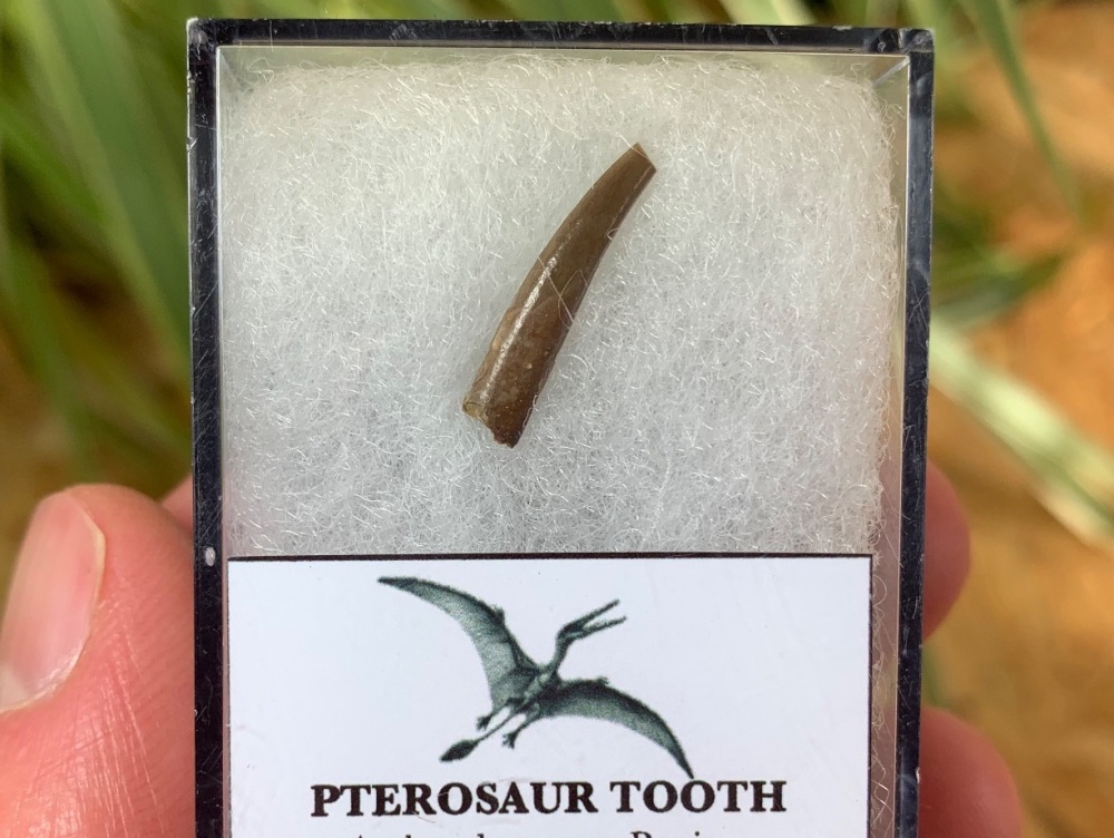 Jurassic Pterosaur Tooth (Madagascar) #04