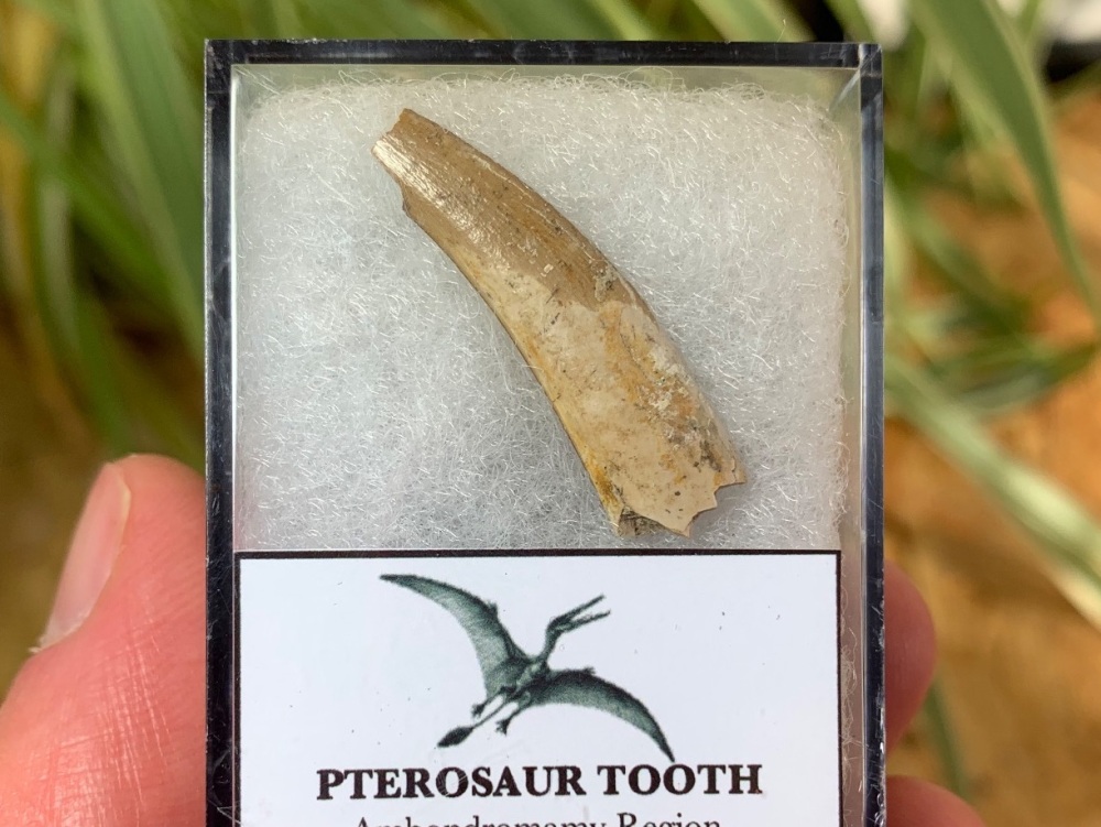 Jurassic Pterosaur Tooth (Madagascar) #05
