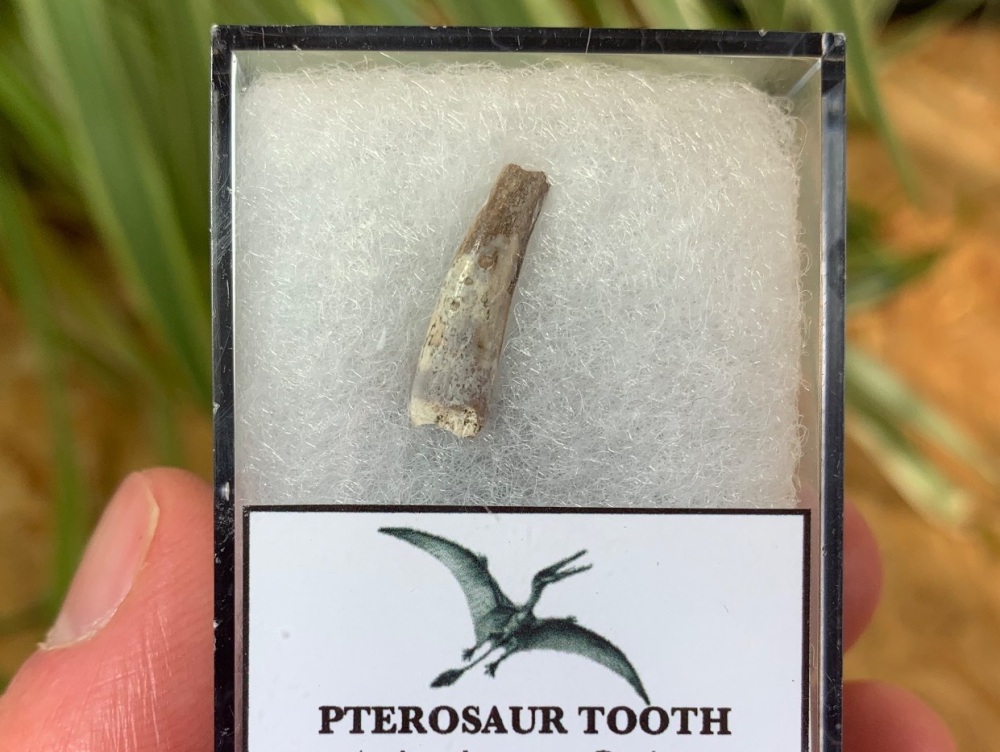 Jurassic Pterosaur Tooth (Madagascar) #06