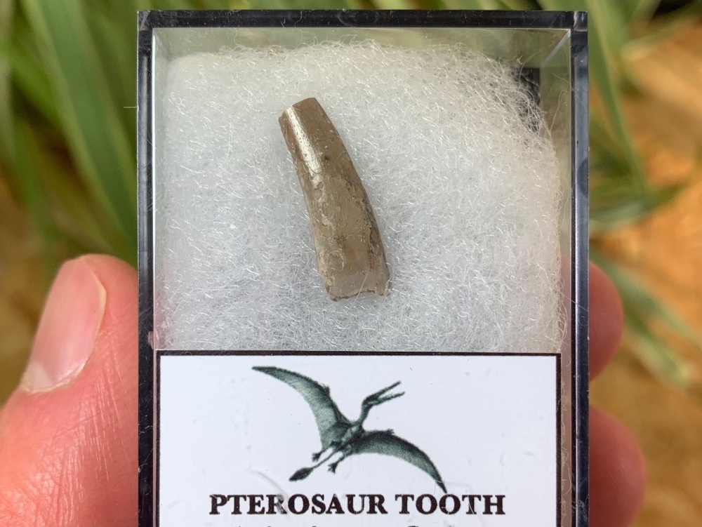 Jurassic Pterosaur Tooth (Madagascar) #07