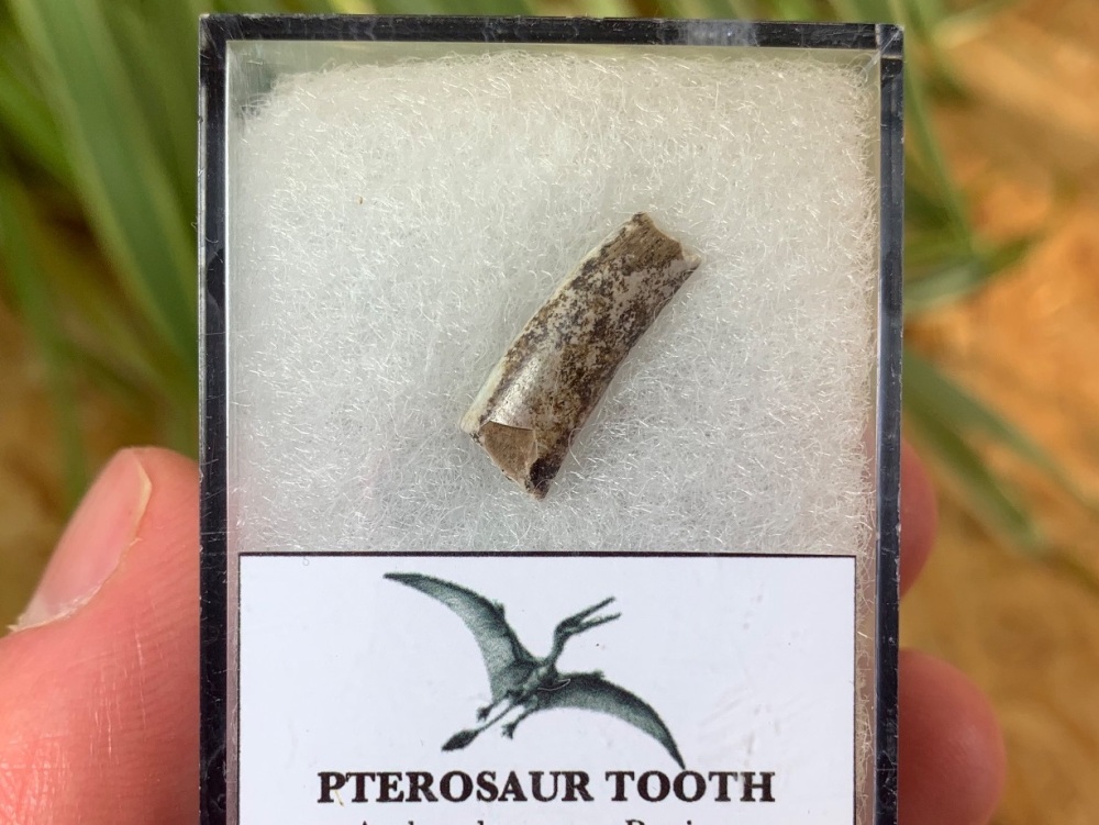Jurassic Pterosaur Tooth (Madagascar) #08