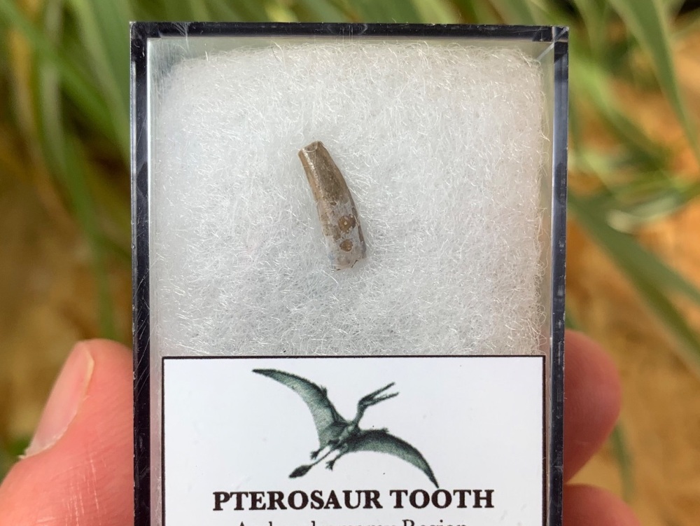 Jurassic Pterosaur Tooth (Madagascar) #09