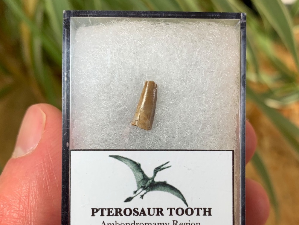 Jurassic Pterosaur Tooth (Madagascar) #10