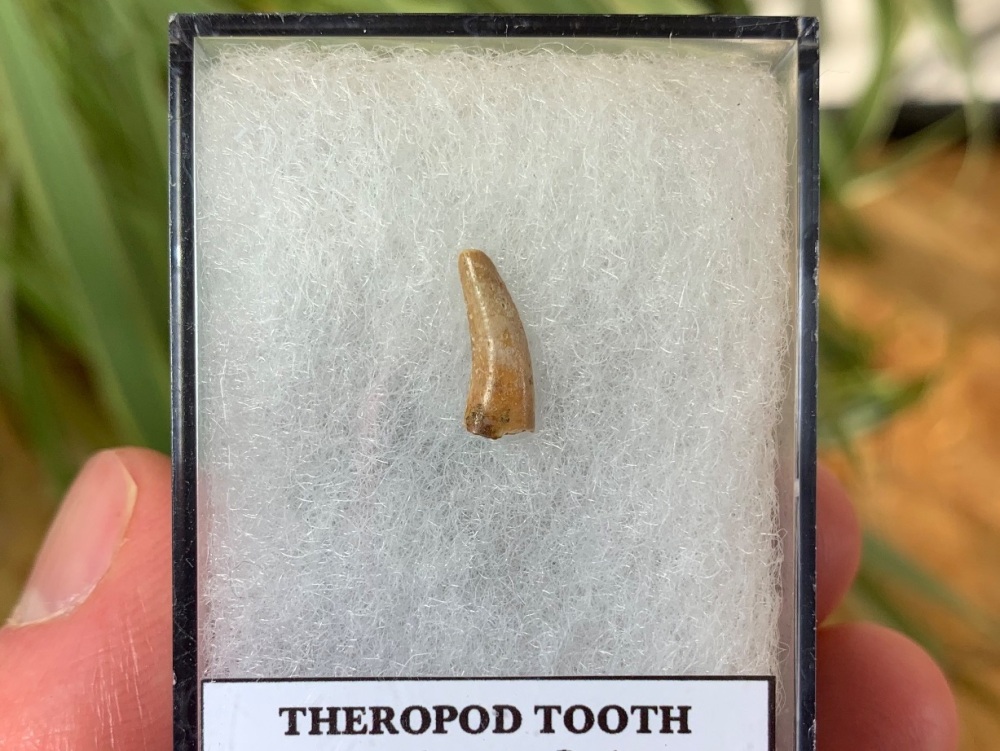 Jurassic Theropod Tooth (Madagascar) #05