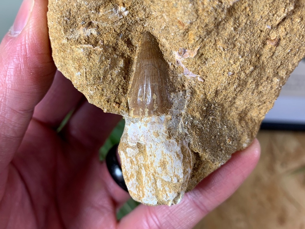 Rooted Mosasaur Tooth on Matrix #01