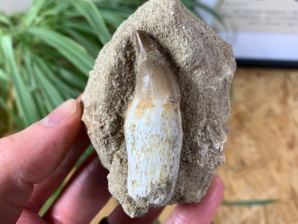 Rooted Mosasaur Tooth on Matrix #02