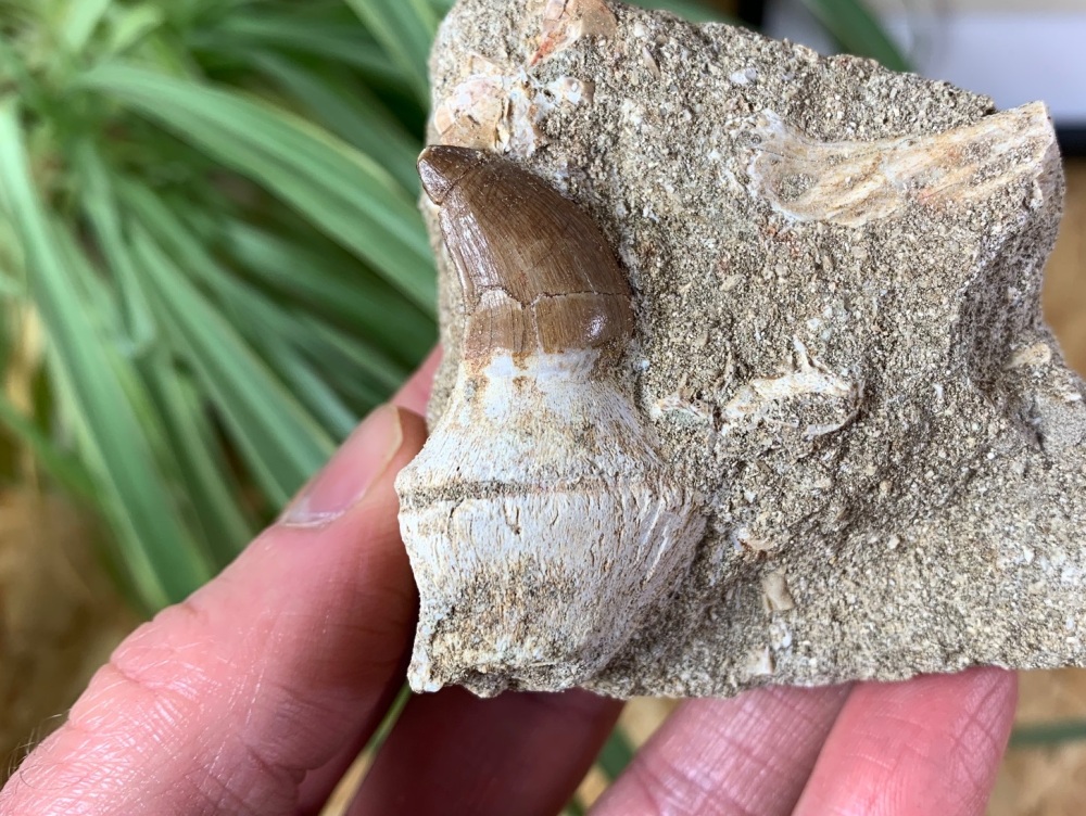 Rooted Mosasaur Tooth on Matrix #04