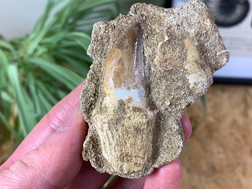 Rooted Mosasaur Tooth on Matrix #05