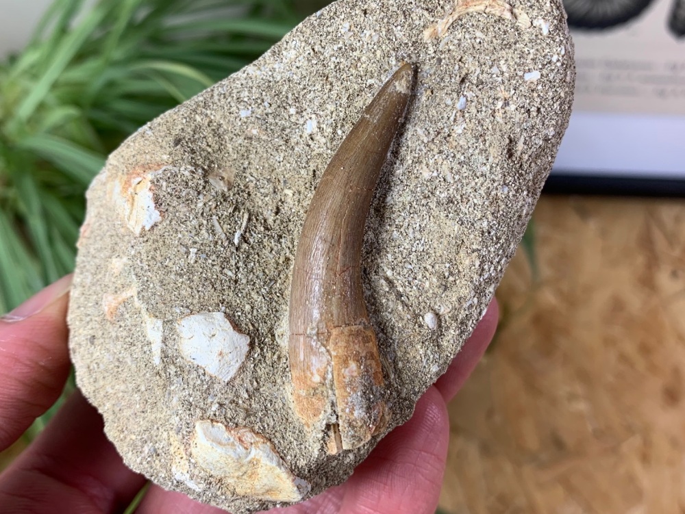 Plesiosaur Tooth on Matrix (2 inch) #01