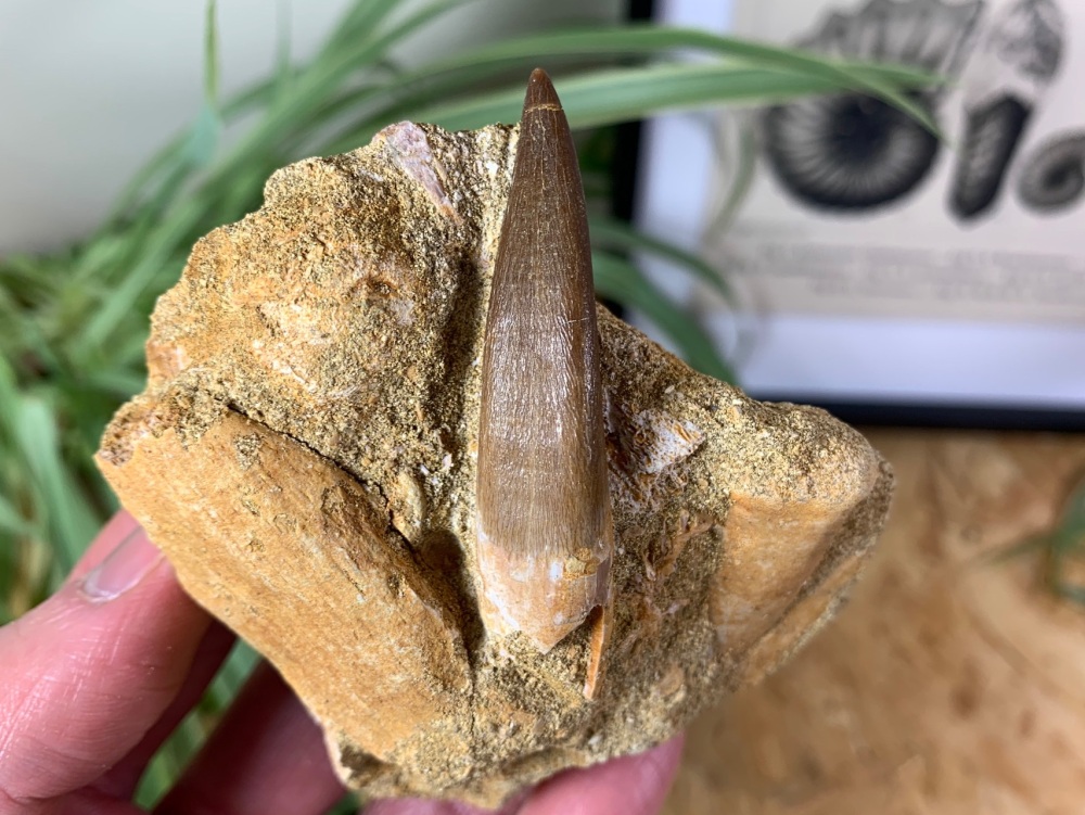 Plesiosaur Tooth on Matrix (2.38 inch) #05
