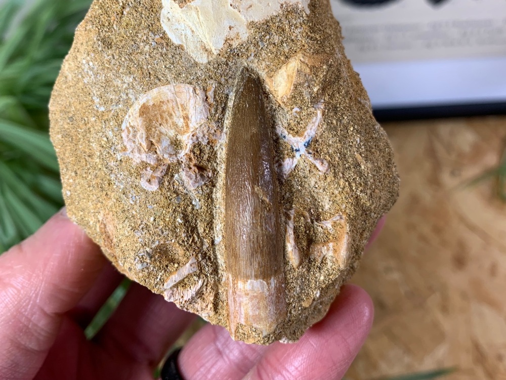 Plesiosaur Tooth on Matrix (1.88 inch) #08