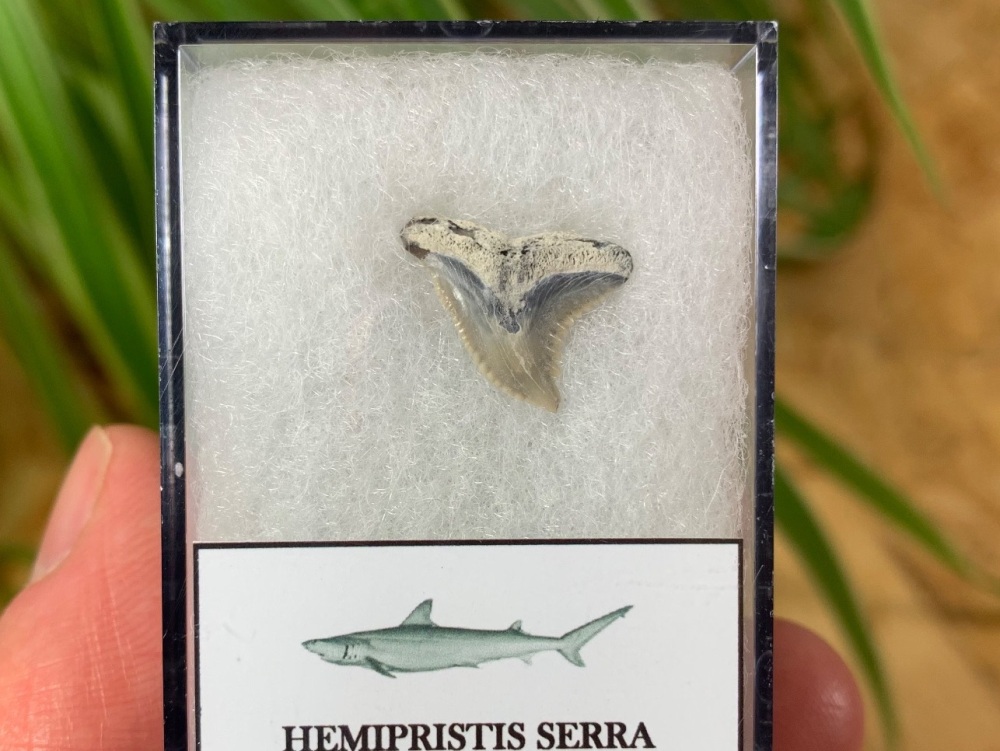 Hemipristis serra Shark Tooth, North Carolina #03