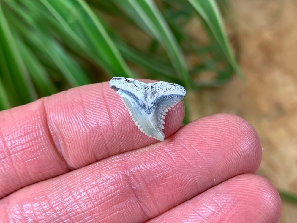 Hemipristis serra Shark Tooth, North Carolina #03