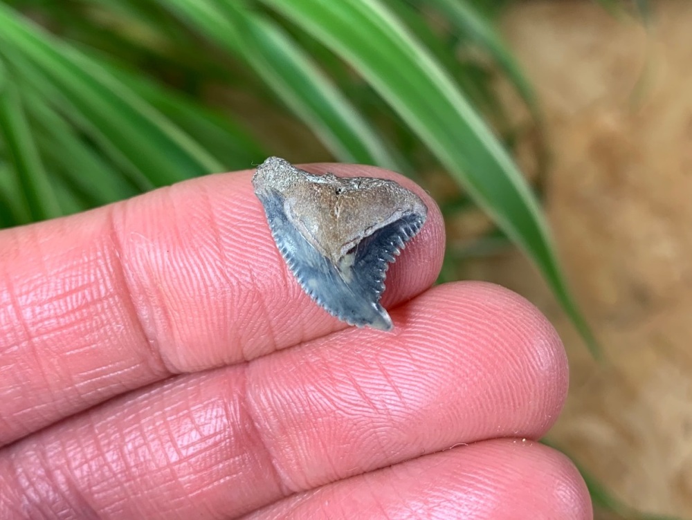 Hemipristis serra Shark Tooth, North Carolina #04