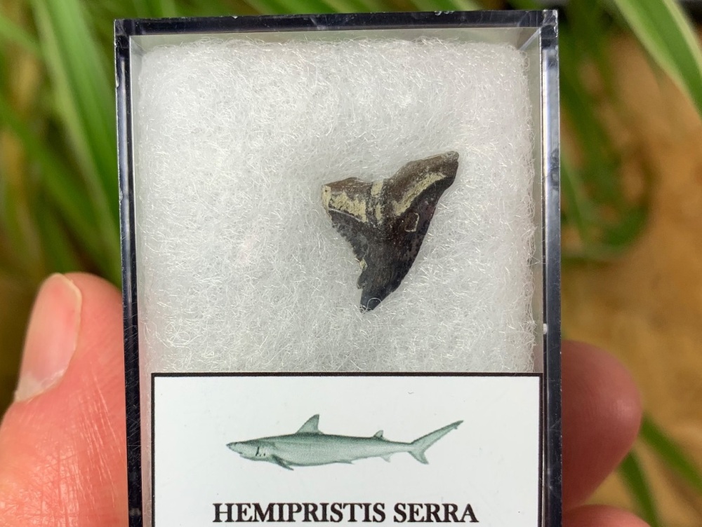 Hemipristis serra Shark Tooth, North Carolina #05