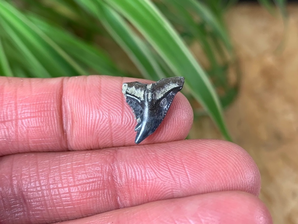 Hemipristis serra Shark Tooth, North Carolina #05
