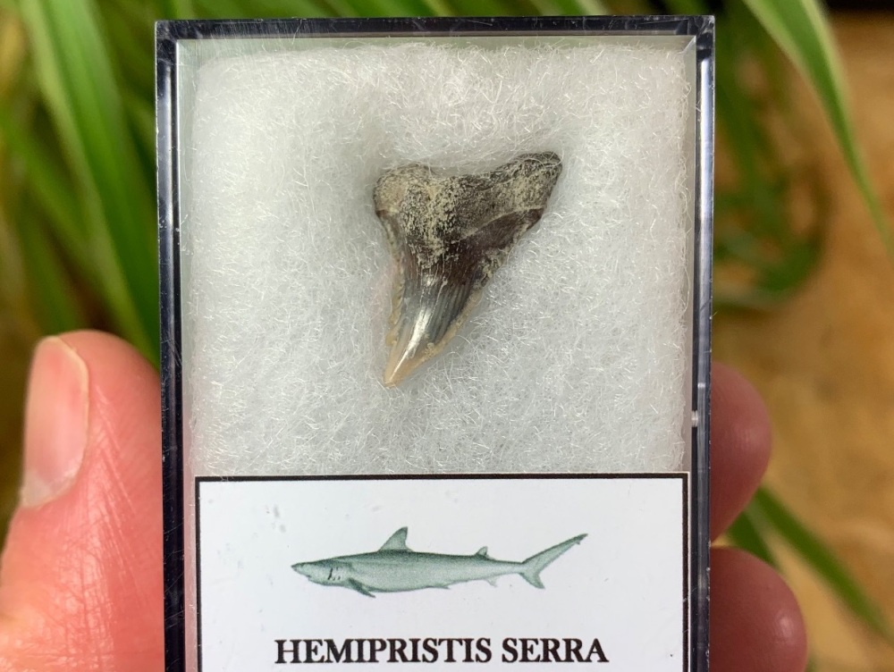 Hemipristis serra Shark Tooth, North Carolina #06