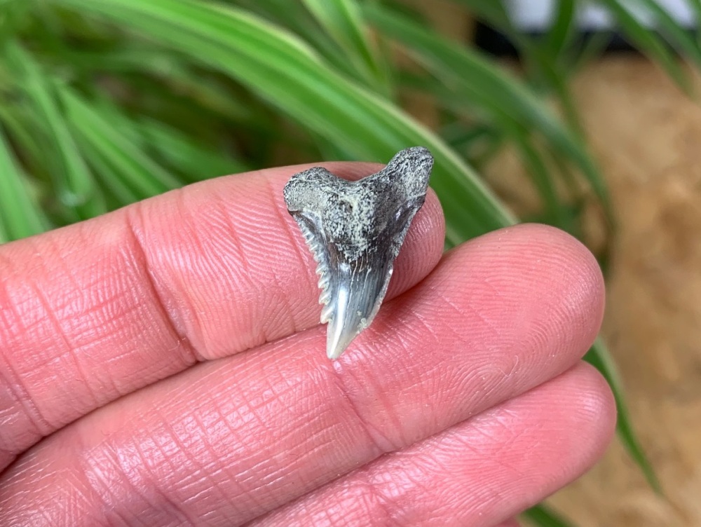 Hemipristis serra Shark Tooth, North Carolina #06
