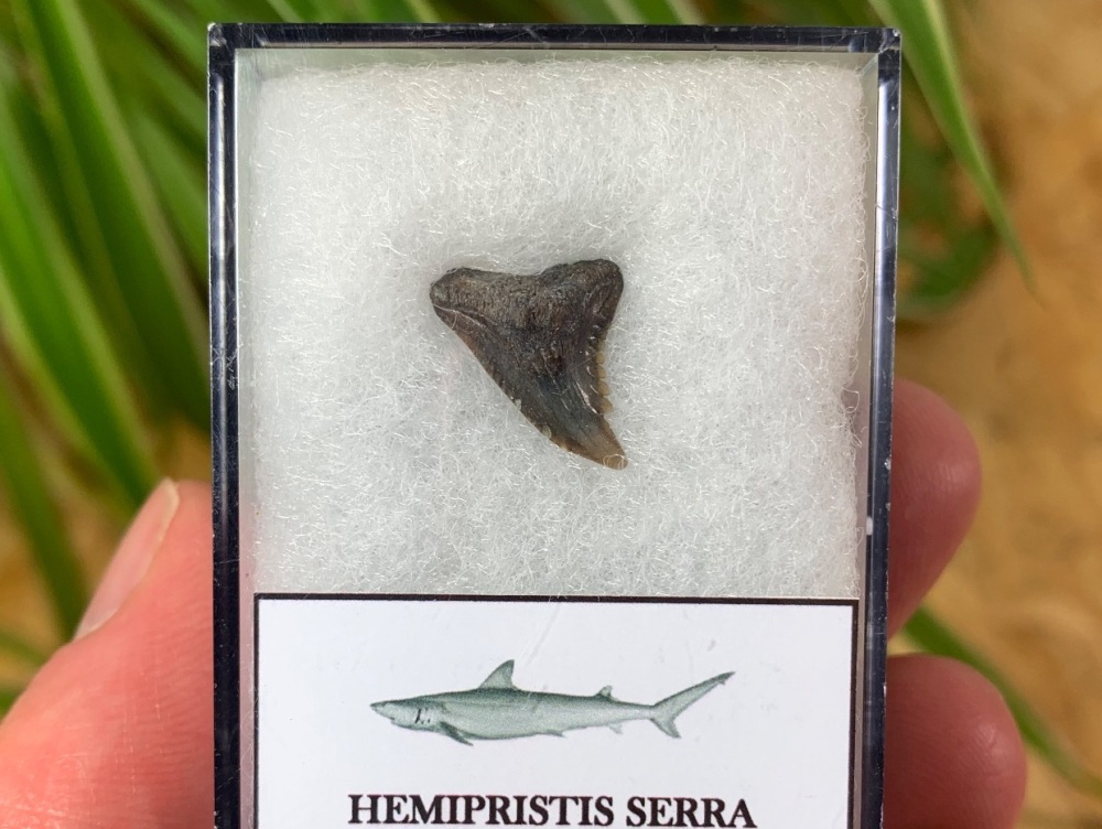 Hemipristis serra Shark Tooth, North Carolina #07