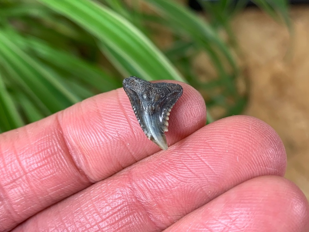 Hemipristis serra Shark Tooth, North Carolina #07
