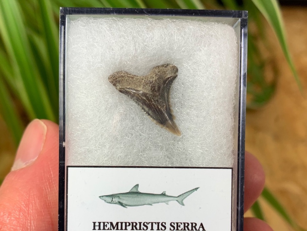 Hemipristis serra Shark Tooth, North Carolina #08