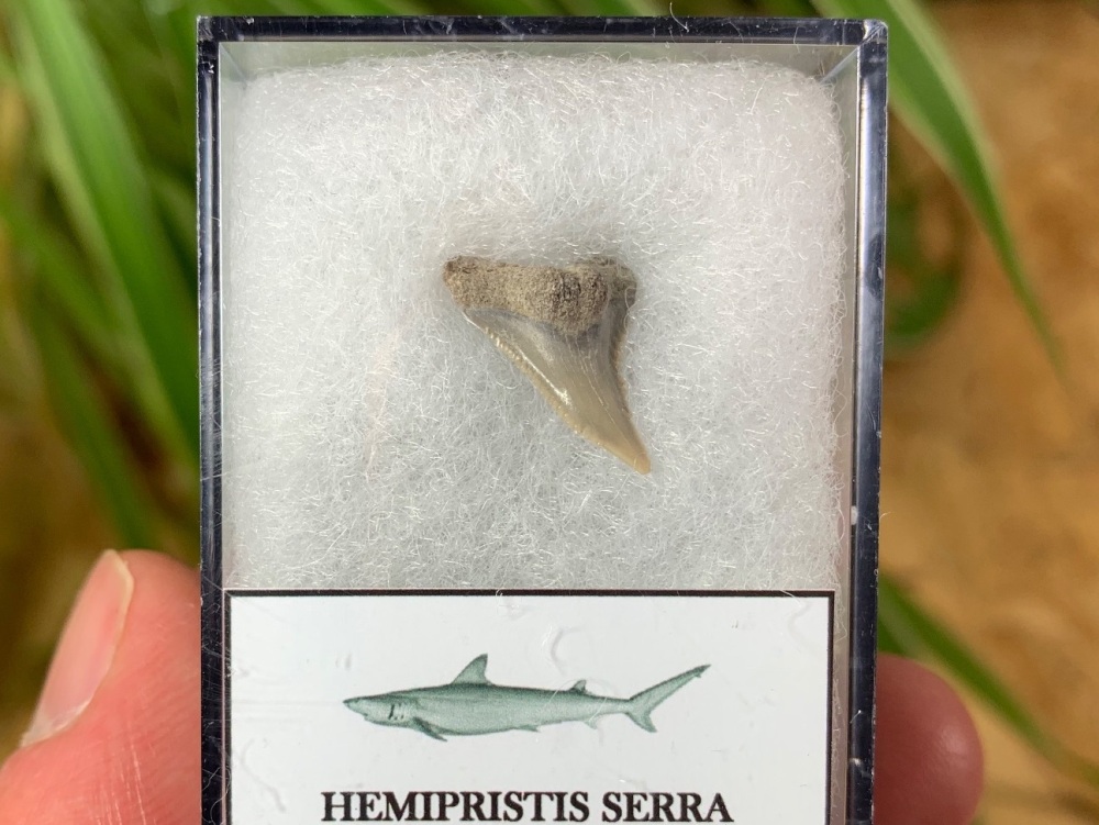 Hemipristis serra Shark Tooth, North Carolina #09