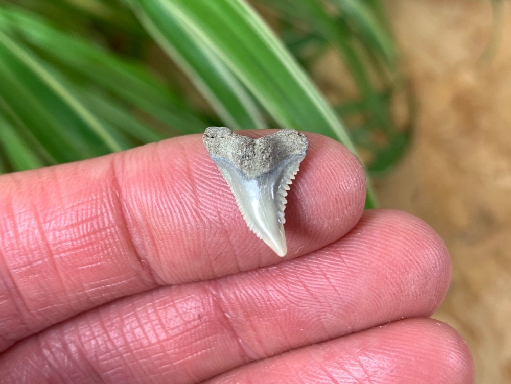 Hemipristis serra Shark Tooth, North Carolina #09