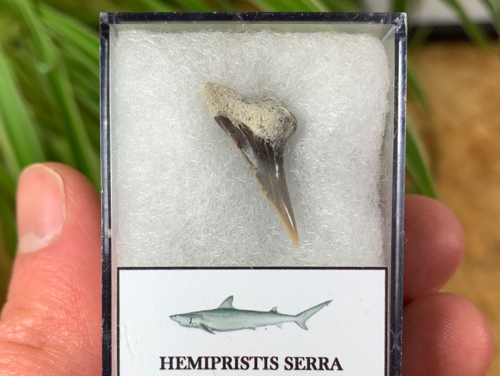 Hemipristis serra Shark Tooth, North Carolina #10