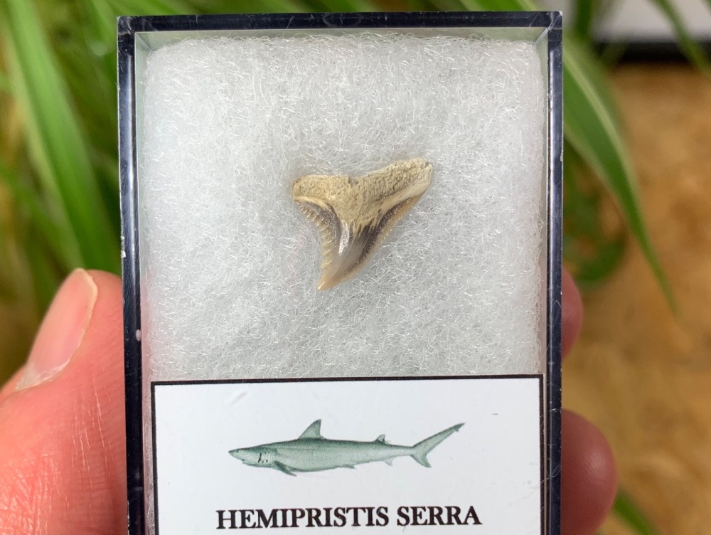 Hemipristis serra Shark Tooth, North Carolina #11
