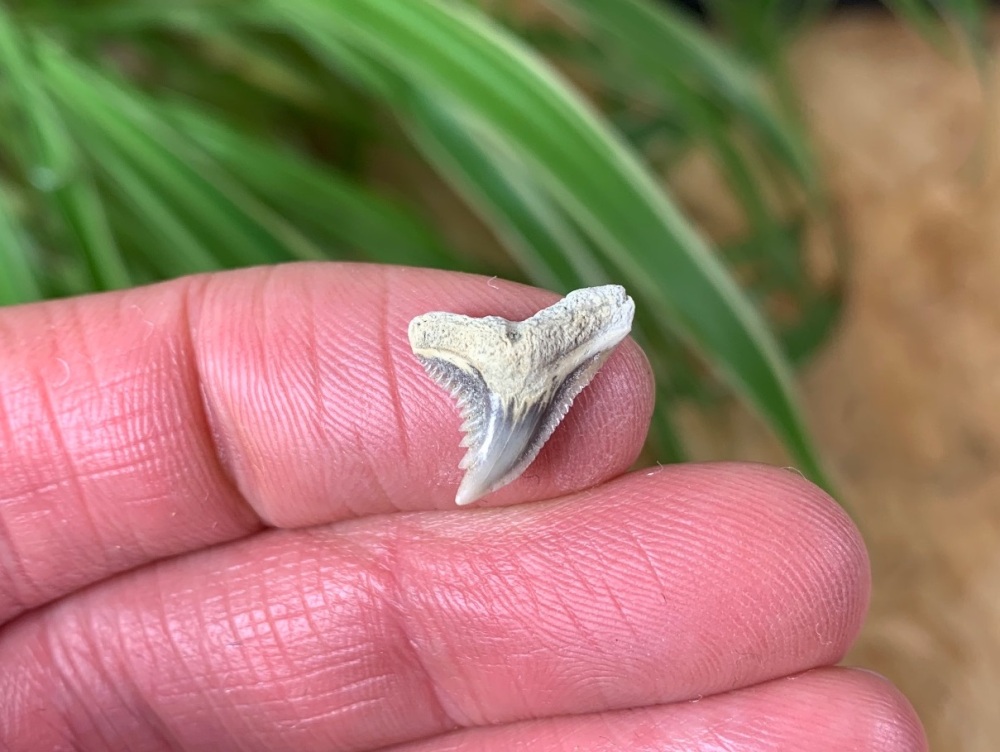 Hemipristis serra Shark Tooth, North Carolina #11